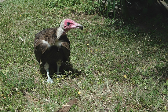Hooded Vulture.JPG